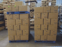 安定した環境で保管される生姜