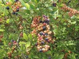 まだまだ青いな