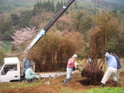 南阿蘇からブルーベリーをもってきました