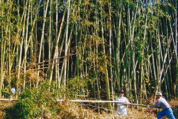 何もないところにはとりあえず鬱蒼と生える竹