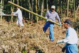 切った竹にはいろいろな使い道が