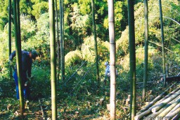 日差しが入るようになりました